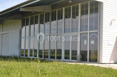 Champ de vignes baigné par la lumière dorée d'un coucher de soleil, avec des arbres et des bâtiments en arrière-plan.