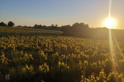 Champ de vignes baigné par la lumière dorée d'un coucher de soleil, avec des arbres et des bâtiments en arrière-plan.