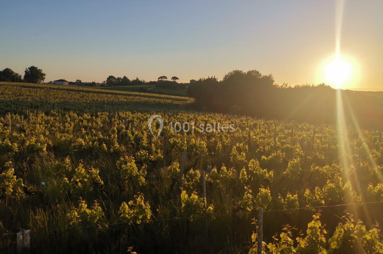 Champ de vignes baigné par la lumière dorée d'un coucher de soleil, avec des arbres et des bâtiments en arrière-plan.