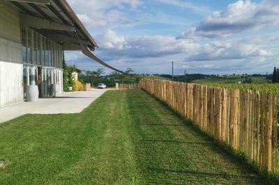 Champ de vignes baigné par la lumière dorée d'un coucher de soleil, avec des arbres et des bâtiments en arrière-plan.