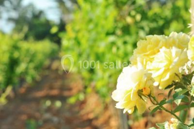 Location salle Draguignan (Var) - Domaine Rabiega #16