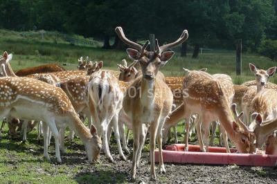 Location salle Saint-Maixant (Creuse) - Château de Saint Maixant #21