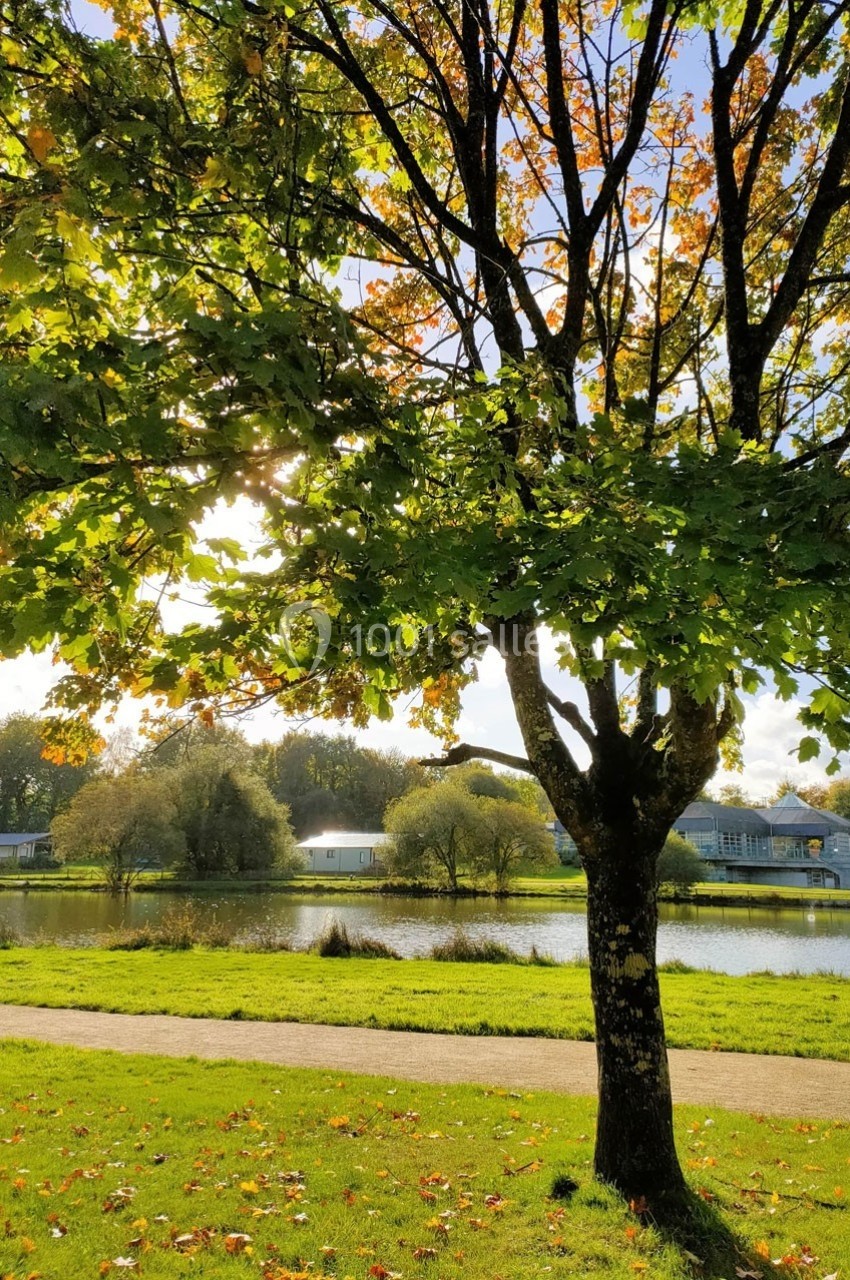 Location salle Merdrignac (Côtes-d'Armor) - Val de Landrouet #9 Arbre aux feuilles vertes et jaunes devant un étang, avec des maisons et des arbres en arrière-plan sous un ciel ensoleillé.