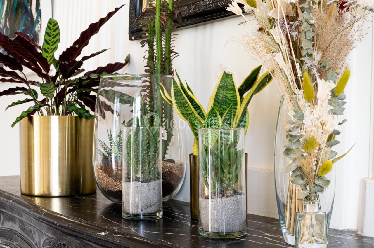 Plantes d'intérieur variées dans des pots en verre et en métal doré, disposées sur une cheminée en marbre noir.