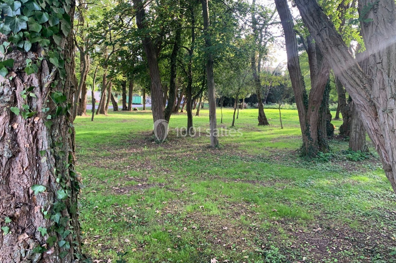 Sous-bois verdoyant avec des arbres clairsemés, herbe au sol et lumière naturelle filtrant à travers les branches.