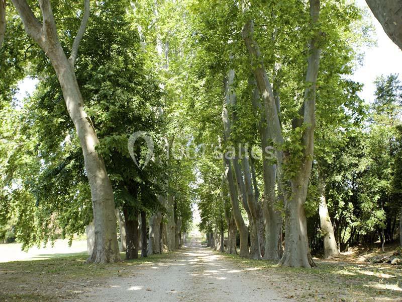 Allée bordée de grands arbres feuillus laissant entrevoir un chemin de terre ensoleillé.