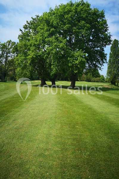 Deux grands arbres sur une pelouse verte bien entretenue, avec un ciel bleu en arrière-plan.