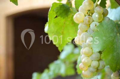 Location salle Denicé (Rhône) - Domaine des Sources #22