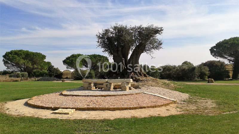 Table de pique-nique en pierre installée près d'un grand olivier sur une pelouse entourée d'arbres.