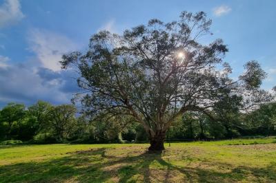 Miniature Espace & Nature Arbre majestueux au centre d'une prairie verdoyante, éclairé par le soleil filtrant à travers ses branches.
