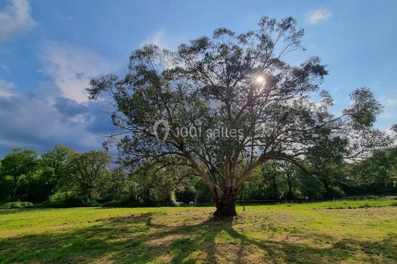 Arbre majestueux au centre d'une prairie verdoyante, éclairé par le soleil filtrant à travers ses branches.