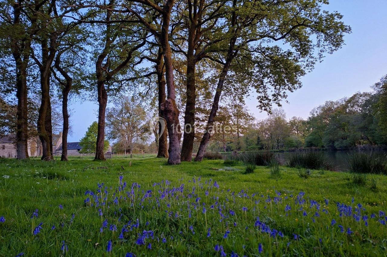 Sous-bois verdoyant avec des jacinthes bleues au premier plan, bordé d'arbres et d'un étang sous un ciel clair.