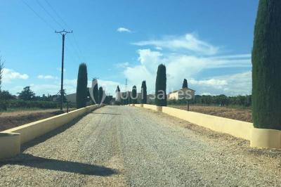 Vignes verdoyantes sous un ciel bleu dégagé, bordées d'arbres et d'un chemin de terre.