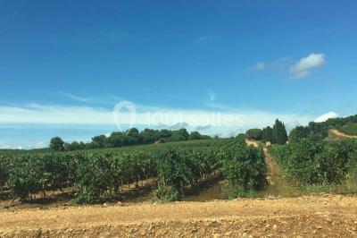 Vignes verdoyantes sous un ciel bleu dégagé, bordées d'arbres et d'un chemin de terre.