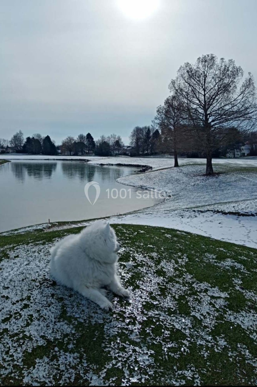 Chien blanc allongé sur une pelouse partiellement enneigée près d'un lac entouré d'arbres en hiver.