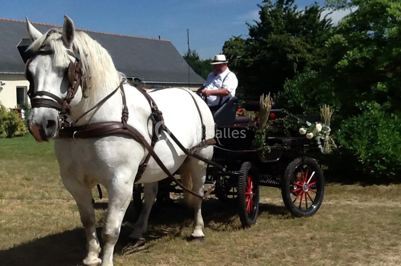 Cheval blanc attelé à une calèche décorée de fleurs, avec un cocher portant un chapeau, dans un cadre rural.