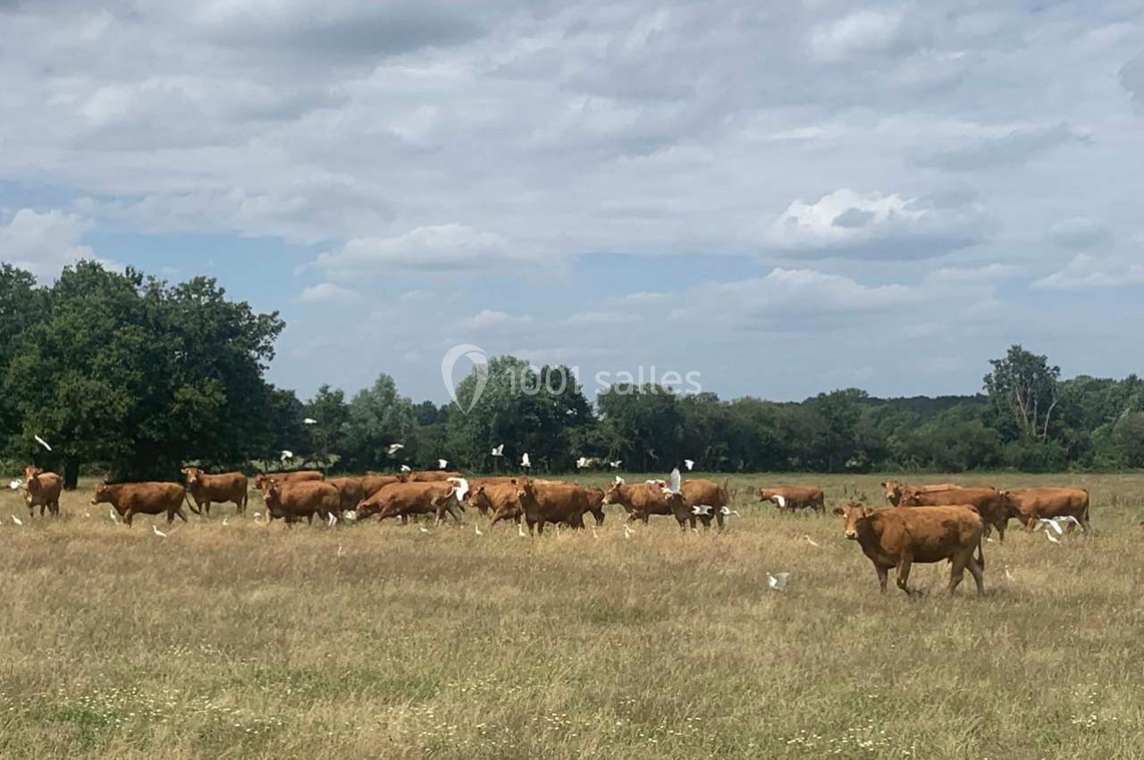 Troupeau de vaches brunes paissant dans un champ herbeux, entouré d'oiseaux blancs sous un ciel partiellement nuageux.