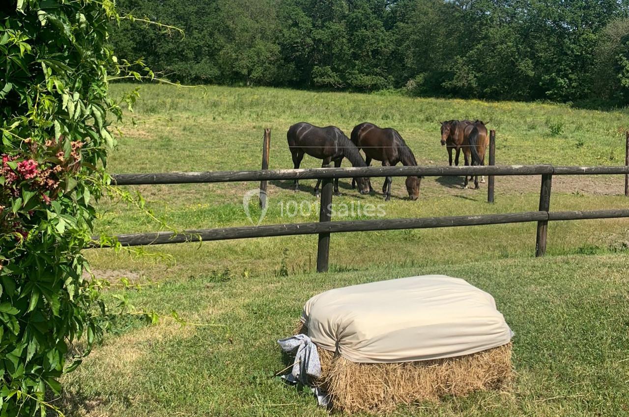 Trois chevaux broutant dans un pré clôturé, avec un ballot de foin recouvert au premier plan.