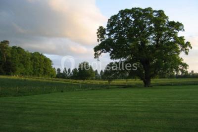 Grand espace vert avec des tentes blanches installées sur une pelouse, entouré d'arbres et d'un ciel partiellement nuageux.