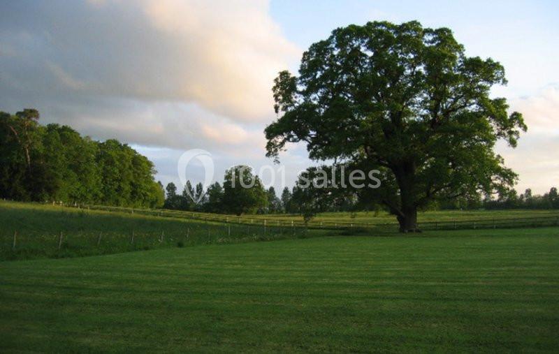 Un grand arbre isolé dans un champ verdoyant, entouré de haies et d'autres arbres sous un ciel partiellement nuageux.