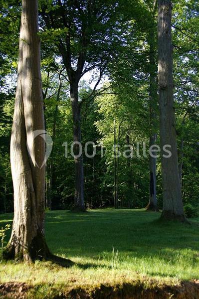 Sous-bois verdoyant avec de grands arbres et une clairière ensoleillée.