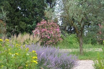 Location salle Graveson (Bouches-du-Rhône) - Musée Des Arômes Et Du Parfum #19
