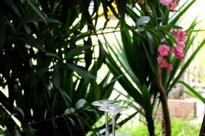 Assiette contenant des feuilles de radicchio garnies de foie gras et de morceaux de pomme disposés en étoile.