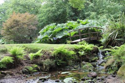 Jardin verdoyant avec un ruisseau traversant, entouré de grandes feuilles et d'arbustes fleuris, près d'une maison en pierre.