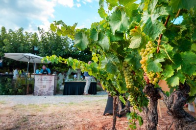 Plateau de petites assiettes garnies, posé sur une table en bois devant des vignes en arrière-plan.