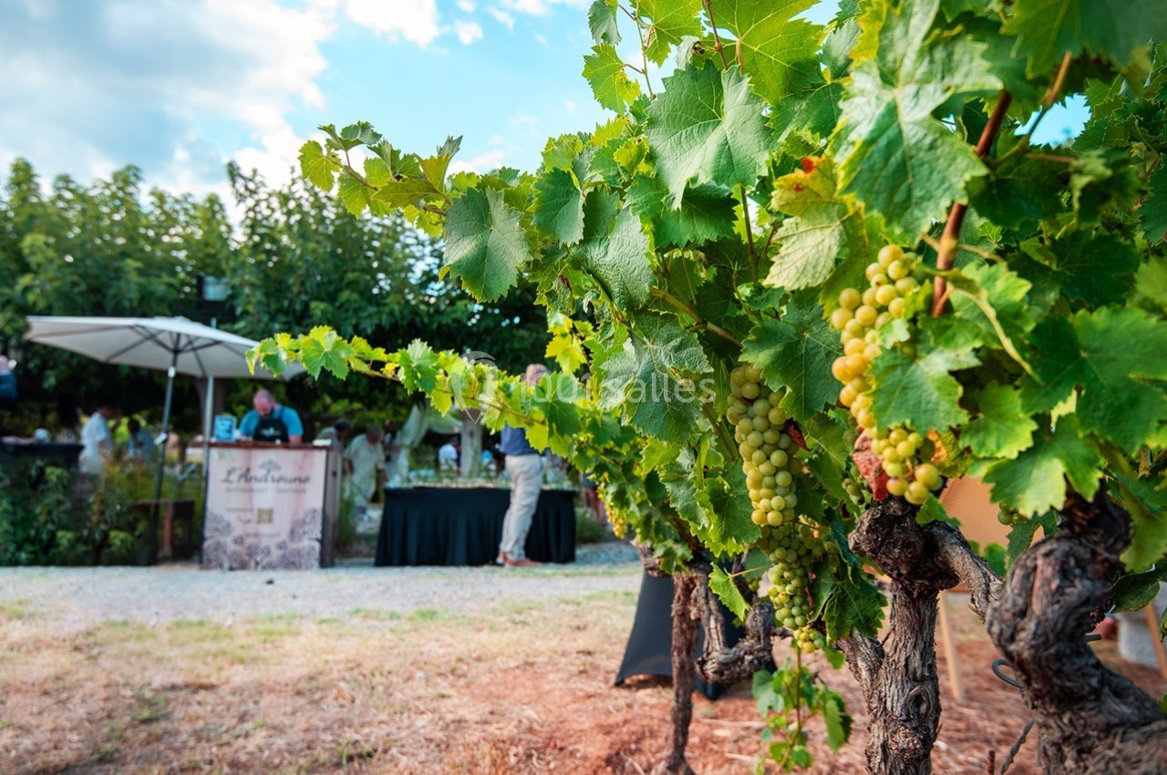 Vignes avec grappes de raisin vert au premier plan, stand et visiteurs flous en arrière-plan.