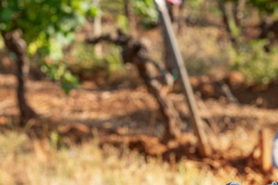 Plateau de petites assiettes garnies, posé sur une table en bois devant des vignes en arrière-plan.
