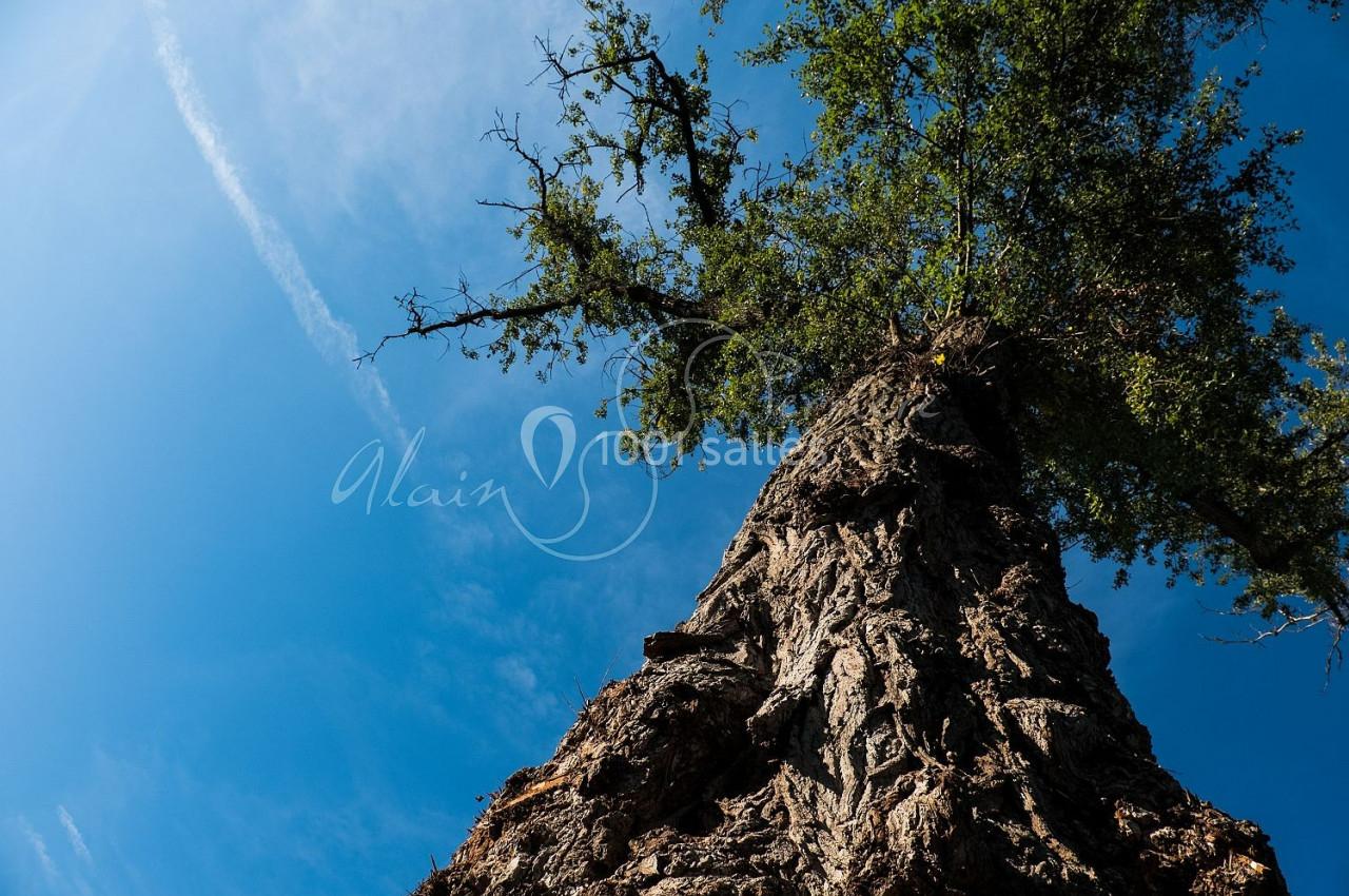 Vue en contre-plongée d'un tronc d'arbre massif avec des branches et feuillage sous un ciel bleu dégagé.