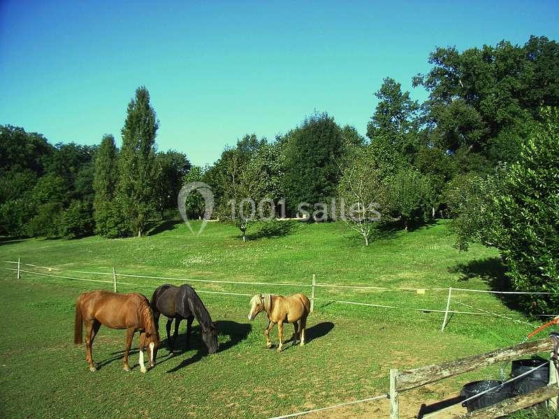 Trois chevaux broutent dans un pré verdoyant entouré d'arbres sous un ciel bleu clair.