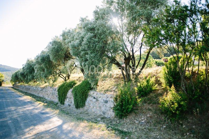 Location salle Ceyras (Hérault) - Le Mas Des Oliviers #2