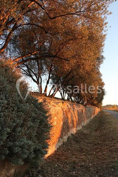 Location salle Ceyras (Hérault) - Le Mas Des Oliviers #2