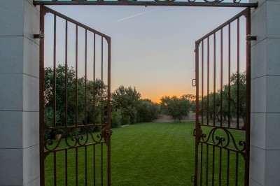 Un couple en tenue de mariage s'enlace dans un champ entouré d'oliviers sous une lumière douce.