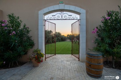 Un couple en tenue de mariage s'enlace dans un champ entouré d'oliviers sous une lumière douce.