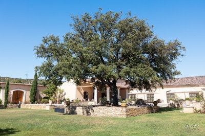 Un couple en tenue de mariage s'enlace dans un champ entouré d'oliviers sous une lumière douce.