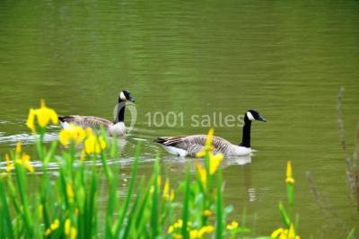 Salle de réunion lumineuse sous combles avec poutres apparentes, tables, chaises et écran de projection installé.