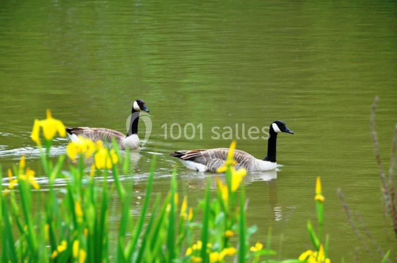 Deux bernaches du Canada nageant sur un étang entouré de jonquilles jaunes au premier plan.