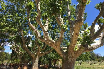 Location salle Vidauban (Var) - Domaine Régis Frères #24
