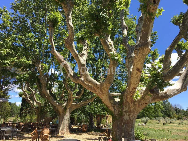 Location salle Vidauban (Var) - Domaine Régis Frères #8