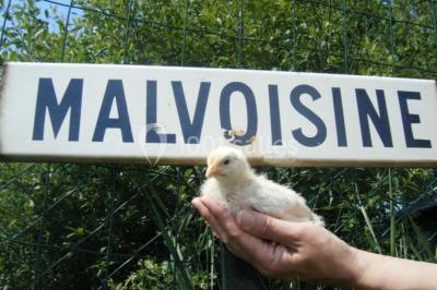 Location salle Crannes-en-Champagne (Sarthe) - Le Relais De Malvoisine #24