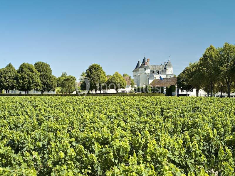 Vignes verdoyantes s'étendant devant un château entouré d'arbres sous un ciel bleu dégagé.