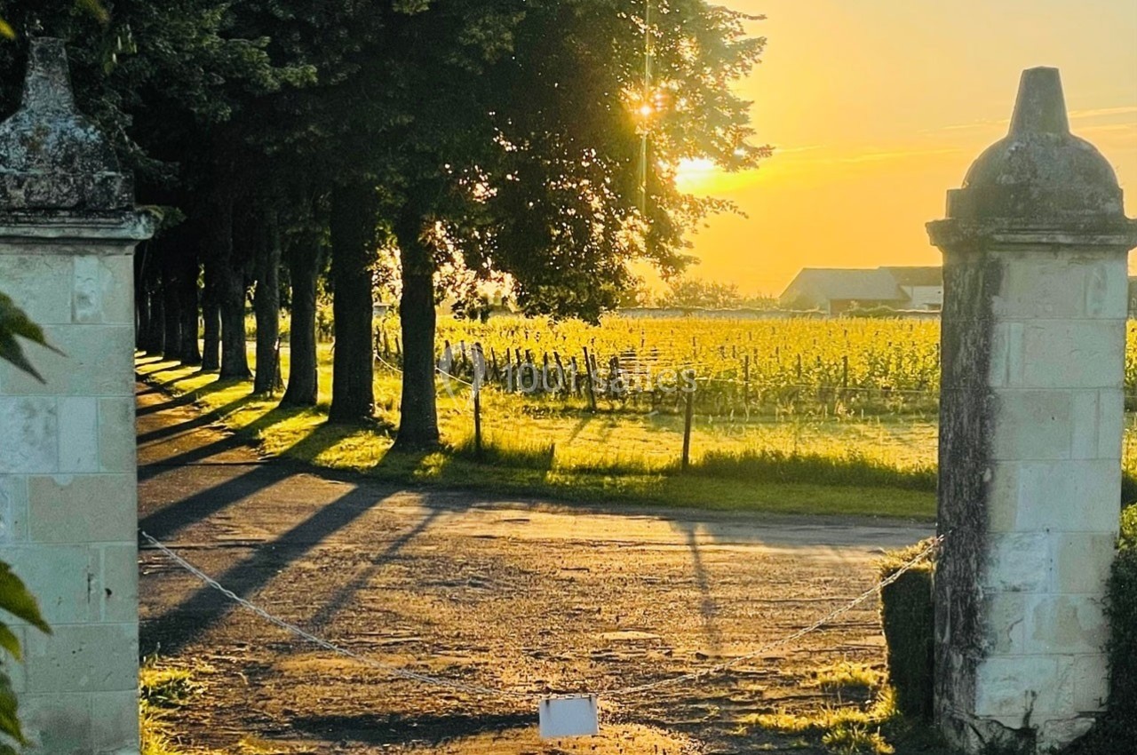 Entrée d'un domaine viticole au coucher du soleil, avec des vignes et des arbres projetant de longues ombres.