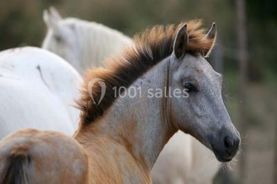 Location salle Aigues-Mortes (Gard) - Mas De La Comtesse #10