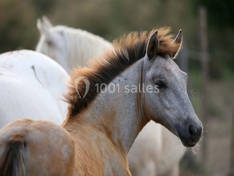 Location salle Aigues-Mortes (Gard) - Mas De La Comtesse #6