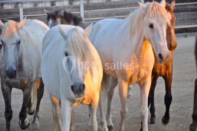 Location salle Aigues-Mortes (Gard) - Mas De La Comtesse #10