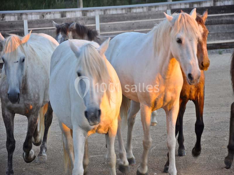 Location salle Aigues-Mortes (Gard) - Mas De La Comtesse #4