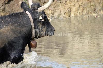 Location salle Aigues-Mortes (Gard) - Mas De La Comtesse #10